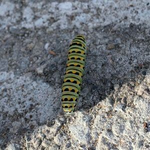 Meet your Posher, Lily